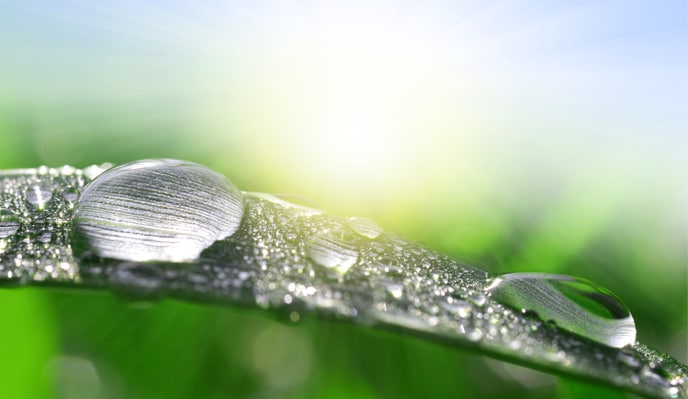 dew-drops-on-leaf